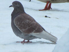 Columba livia domestica