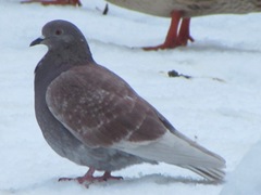 Columba livia domestica