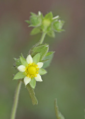 Drymocallis convallaria