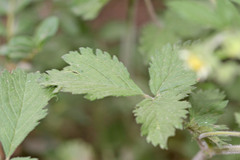 Drymocallis convallaria