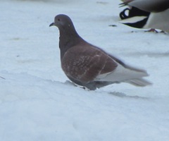 Columba livia domestica