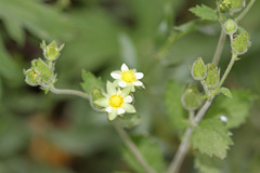 Drymocallis convallaria