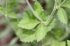 Drymocallis convallaria