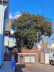 Magnolia grandiflora