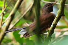 Turdus albicollis