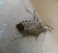 Halyomorpha halys