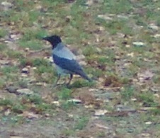Corvus cornix