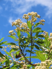 Baccharis latifolia