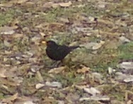 Turdus merula