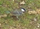 Parus major