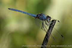 Trithemis