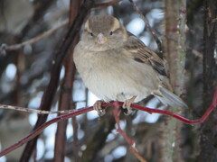 Passer domesticus