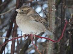 Passer domesticus