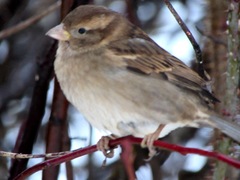 Passer domesticus