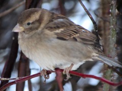 Passer domesticus