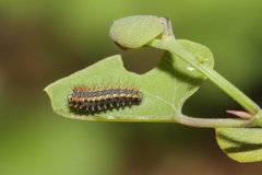 Zerynthia rumina rumina