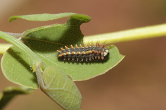 Zerynthia rumina rumina