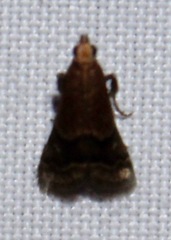 Eulogia ochrifrontella