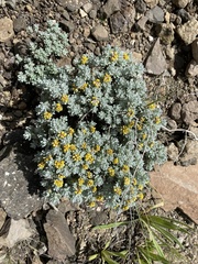 Helichrysum splendidum
