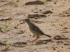 Macronyx aurantiigula