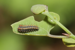 Zerynthia rumina rumina