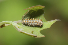 Zerynthia rumina rumina
