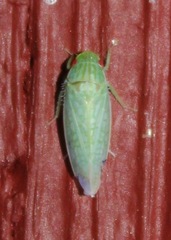 Gyponana