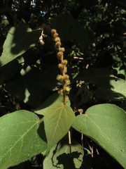 Croton coriaceus