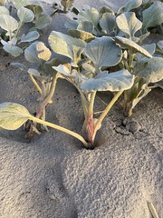 Arctotheca populifolia