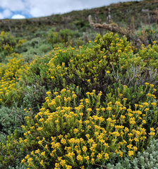 Helichrysum kraussii