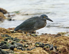 Butorides striata sundevalli