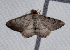 Macaria minorata