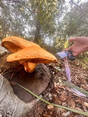 Gymnopilus ventricosus