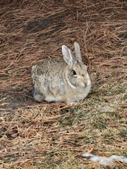 Leporidae