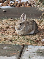 Leporidae