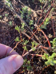 Frankenia salina