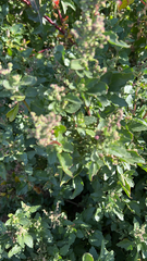 Chenopodiastrum murale
