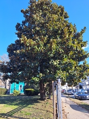 Magnolia grandiflora
