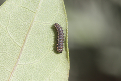 Zerynthia rumina rumina