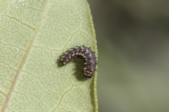 Zerynthia rumina rumina