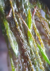 Fontinalis antipyretica