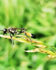 Ammophila sabulosa