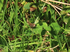 Hemiargus hanno