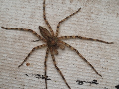 Pandercetes