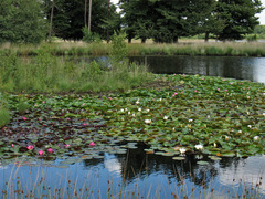 Nymphaea × marliacea