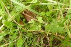 Fumaria