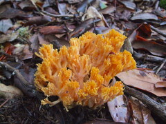 Ramaria sandaracina chondrobasis
