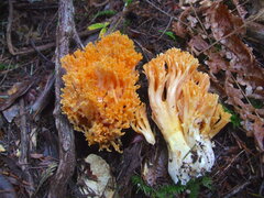 Ramaria sandaracina chondrobasis