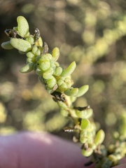 Suaeda taxifolia
