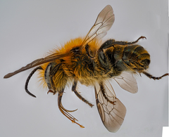 Osmia niveata